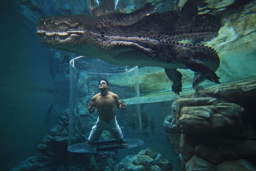 Crocosaurus Cove Pool, Австралия