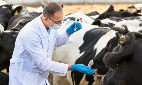 Лечение коров