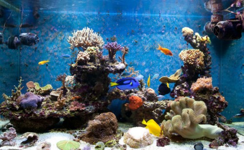 Декоративный аквариум