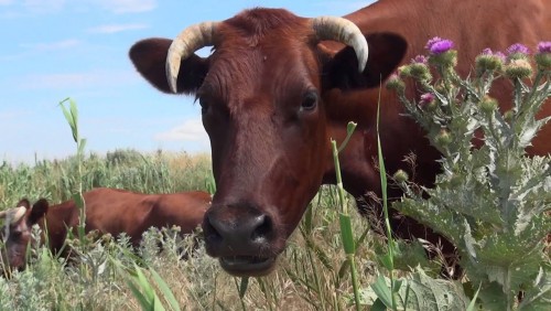 Корова ест горькую траву