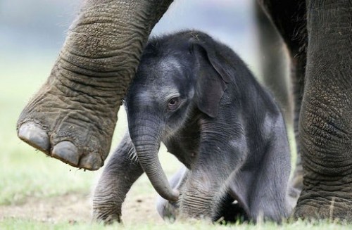 Маленький слонёнок
