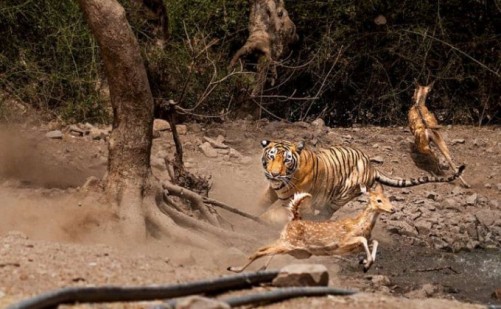 Тигры на охоте