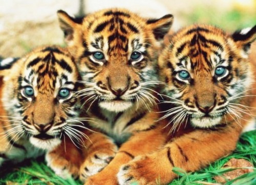 Маленькие тигрята