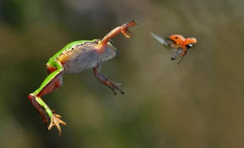 Лягушка ловит насекомое