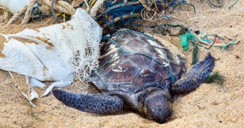 Экологическая катастрофа для черепах