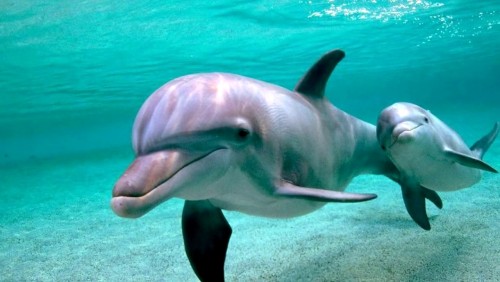 Маленький дельфин