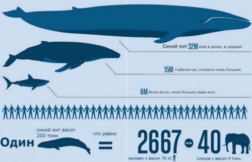 Размеры кита