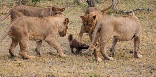 Группа львов