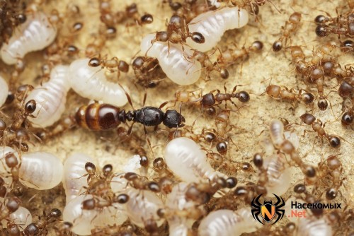 Личинки муравьев