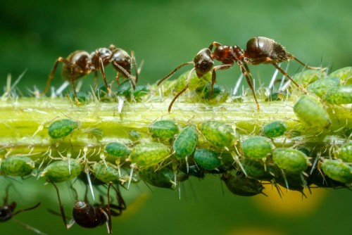 Полезность муравьев