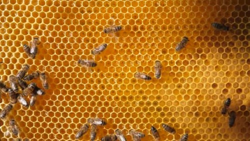 Общение пчёл