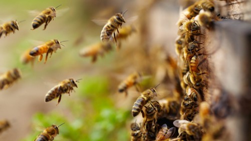 Общение пчёл