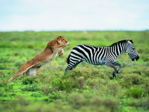Охота на зебру
