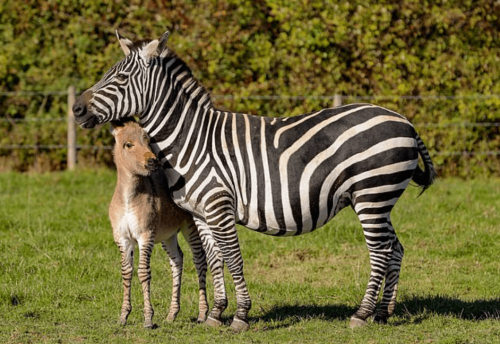 Потомство у зебры