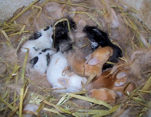 Рождение кроликов
