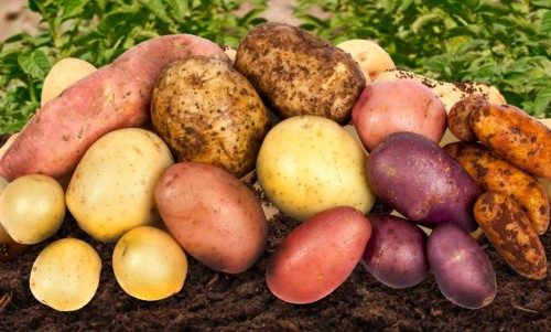 Сорта картошки