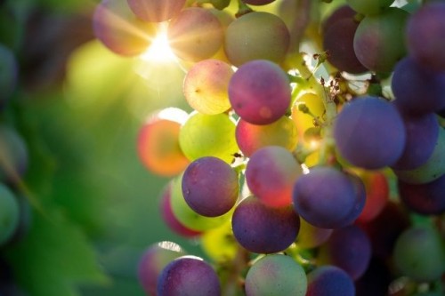 Сказочный виноград