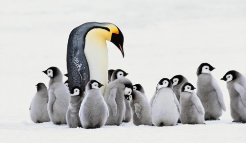 Пингвинята