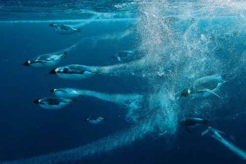 Пингвины под водой