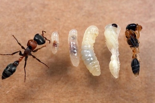 Развитие муравья
