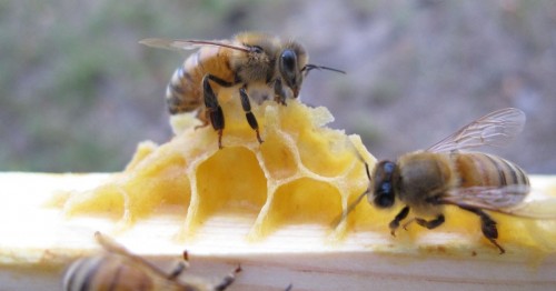 Воск и пчёлы
