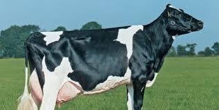 Черно-пёстрая порода коров