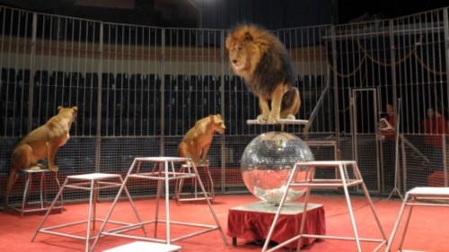 Животные в цирке
