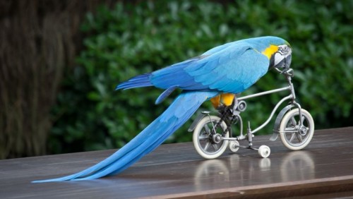 Попугай водит велосипед